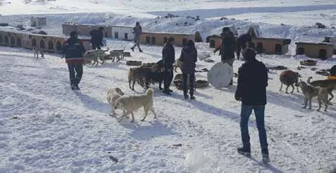 Ankara Kent Konseyi Hayvan Hakları Çalışma Grubu ve Spor Çalışma Grubu’ndan Sokak Hayvanları İçin Güç Birliği — Fotoğraf 4