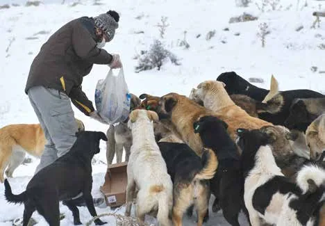 “Ortak Akıl Sokak Hayvanlarının Yanında” — Fotoğraf 3